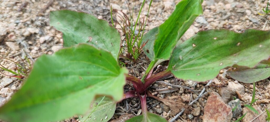 Jitrocel větší (Plantago major)