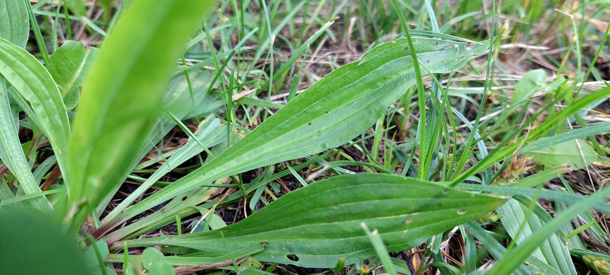 Jitrocel kopinatý (Plantago lanceolata)