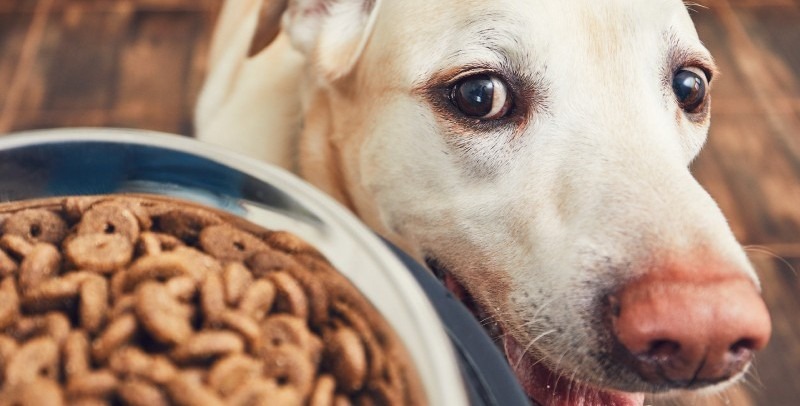 Jak správně krmit štěně: Průvodce pro šťastný a zdravý růst