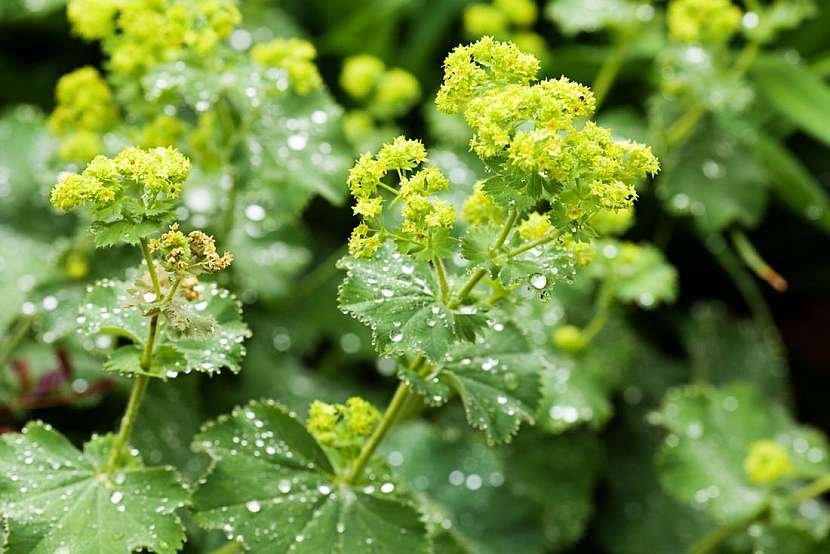 Kontryhel obecný (Alchemilla vulgaris)