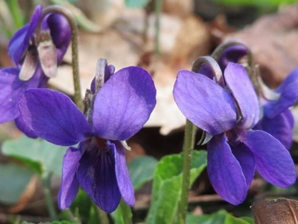 Fialka vonná (Viola odorata)