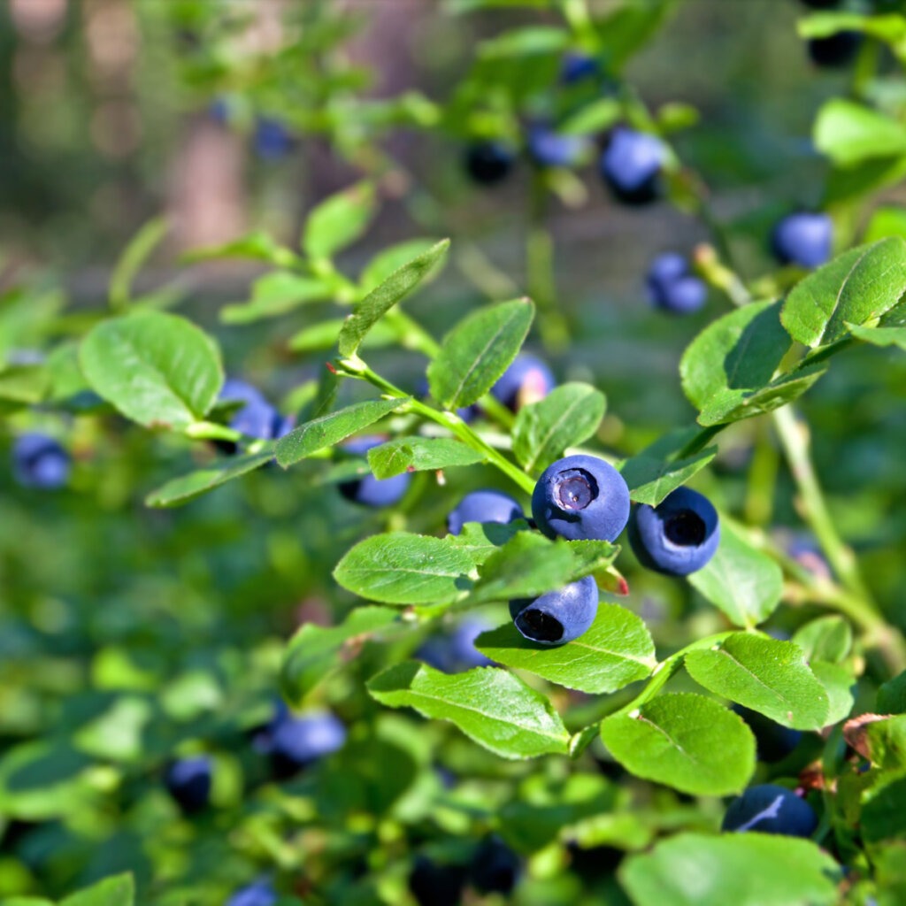 Borůvka černá (Vaccinium myrtillus)