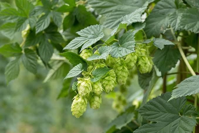 Chmel otáčivý (Humulus lupulus)