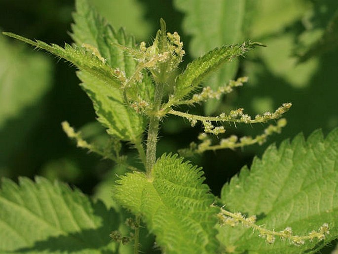 Kopřiva dvoudomá (Urtica dioica)