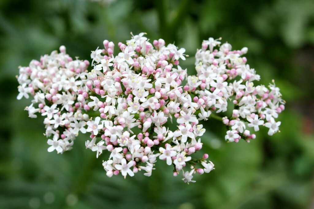 Řebříček obecný (Achillea millefolium)