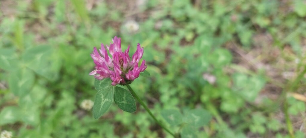 Jetel luční (Trifolium pratense)