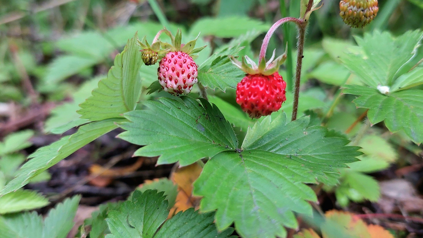 Jahodník obecný (Fragaria vesca)