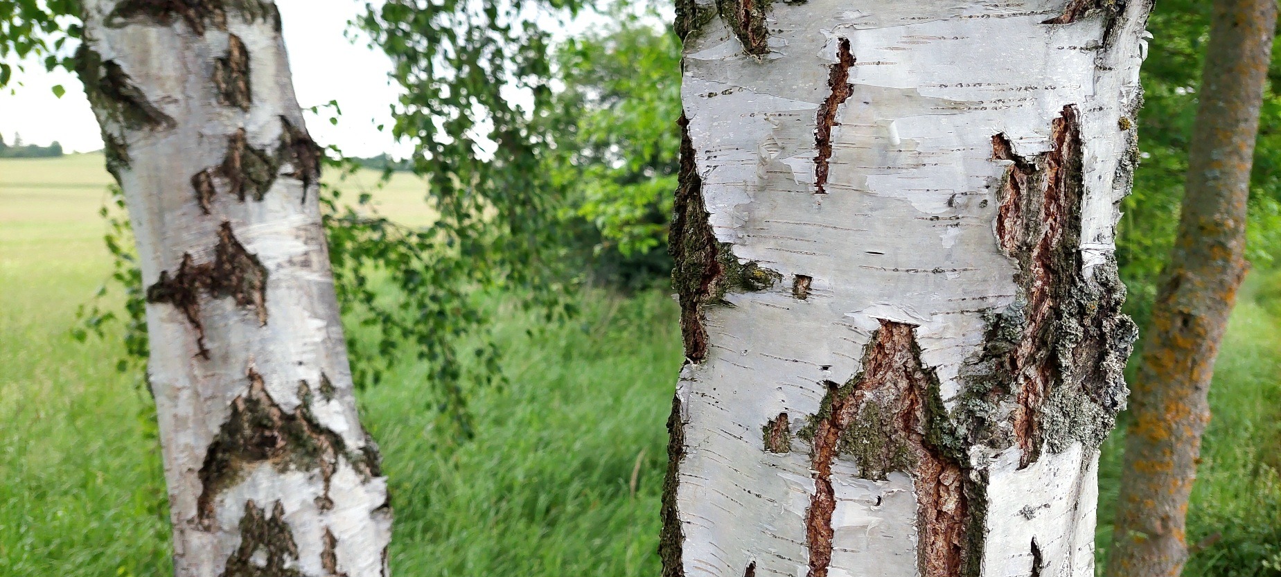 Bříza bělokorá (Betula pendula)