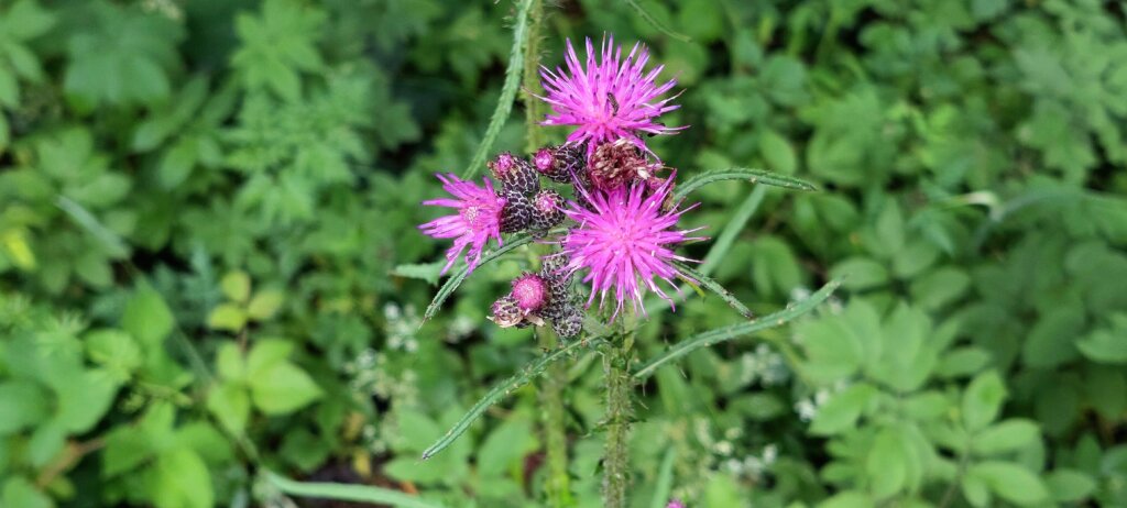 Bodlák obecný (Carduus nutans)