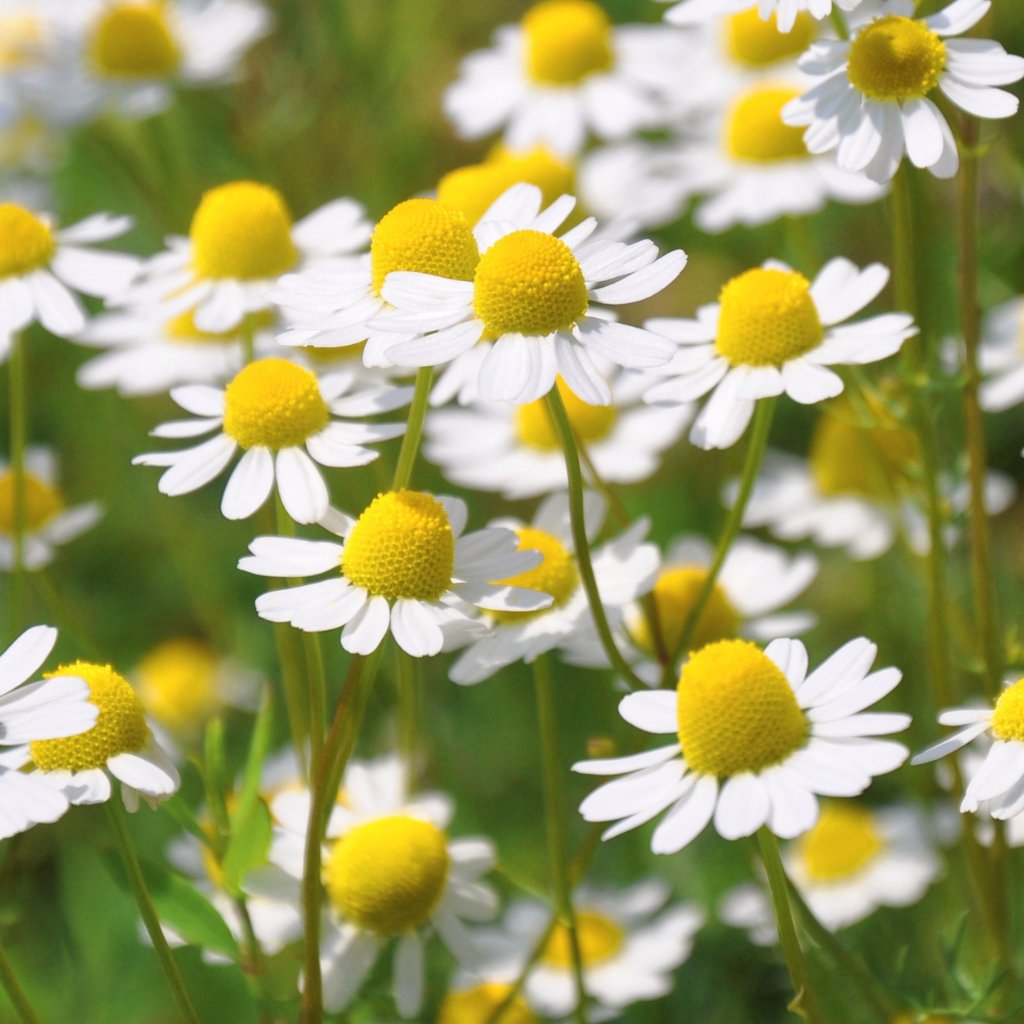 Heřmánek pravý (Matricaria chamomilla)