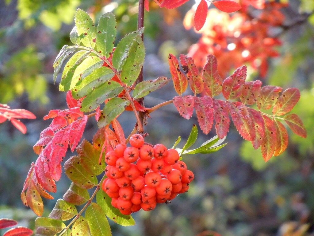 Jeřáb ptačí (Sorbus aucuparia)