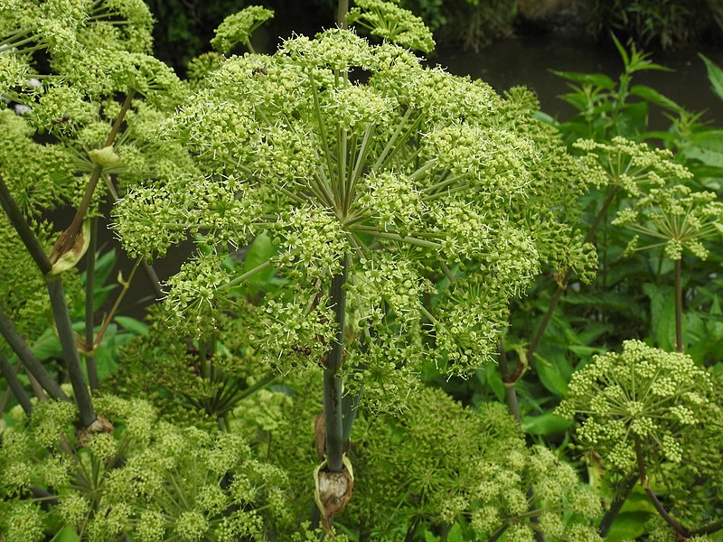 Andělika lékařská (Angelica archangelica)