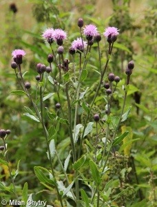 Pcháč oset (Cirsium arvense)