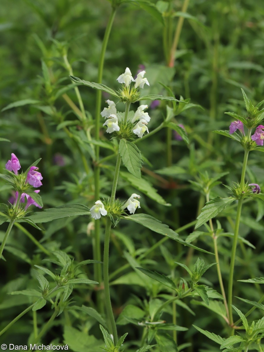 Konopice bledožlutá (Galeopsis segetum)