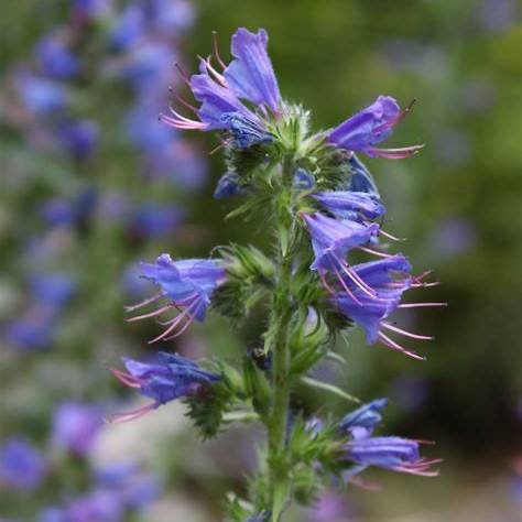 Hadinec obecný (Echium vulgare)