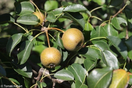 Hrušeň polní (Pyrus pyraster)
