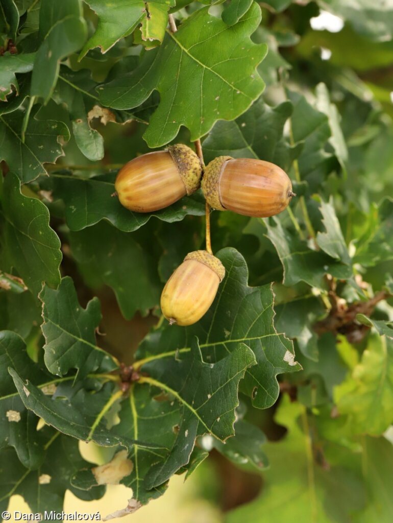 Dub letní (Quercus robur)