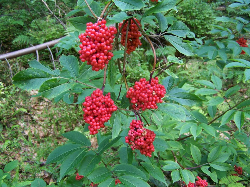 Bez červený (Sambucus racemosa)