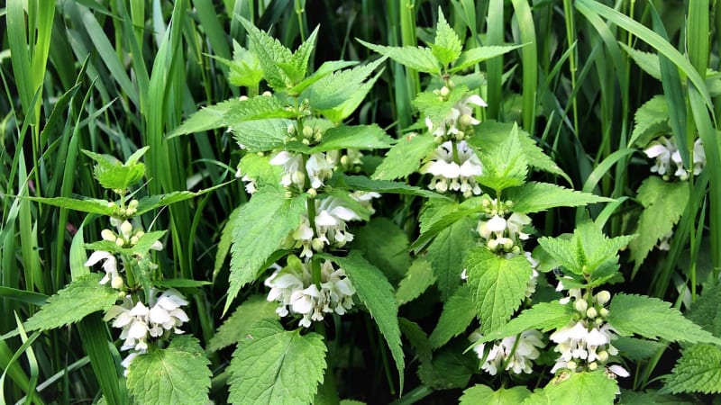 Hluchavka bílá (Lamium album)