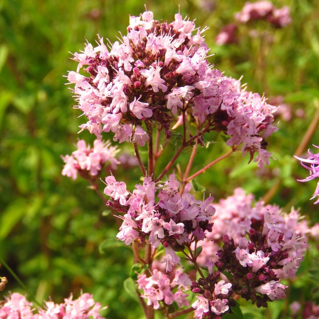 Dobromysl obecná (Origanum vulgare)