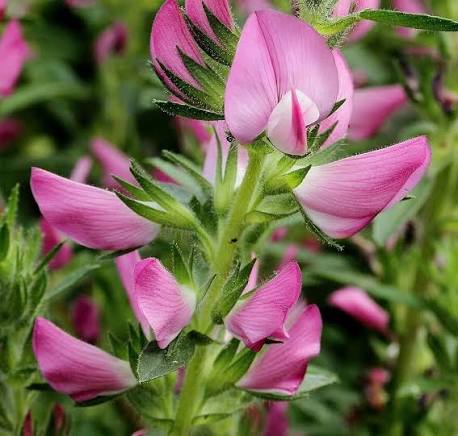 Jehlice trnitá (Ononis spinosa)