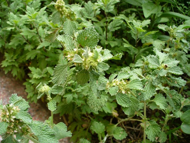 Jablečník obecný (Marrubium vulgare)