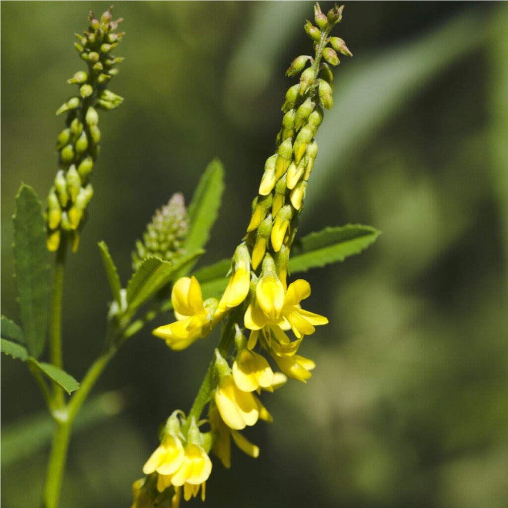 Komonice lékařská (Melilotus officinalis)