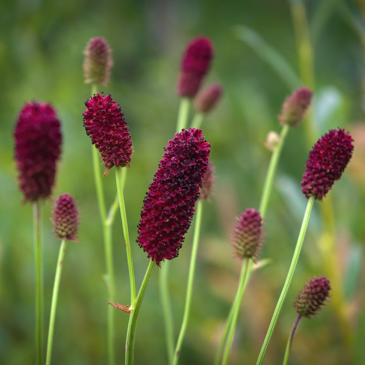 Krvavec lékařský (Sanguisorba officinalis)