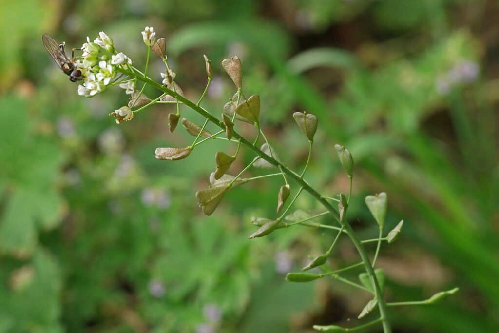 Kokoška pastuší tobolka (Capsella bursa-pastoris)