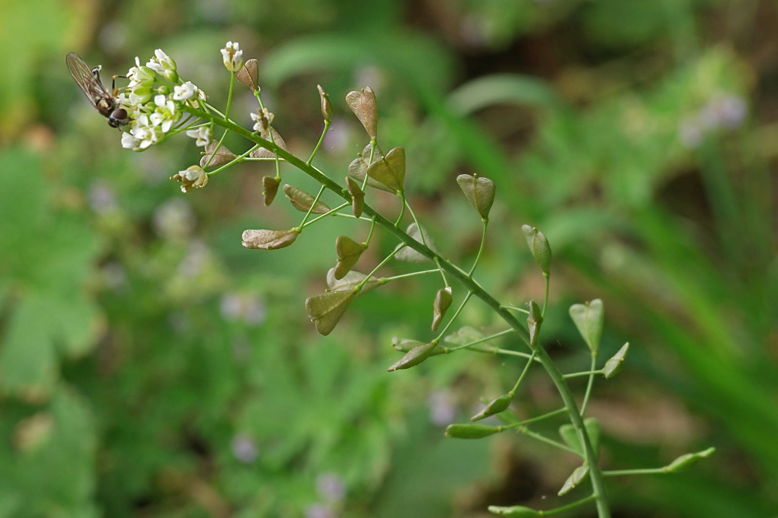 Kokoška pastuší tobolka (Capsella bursa-pastoris)