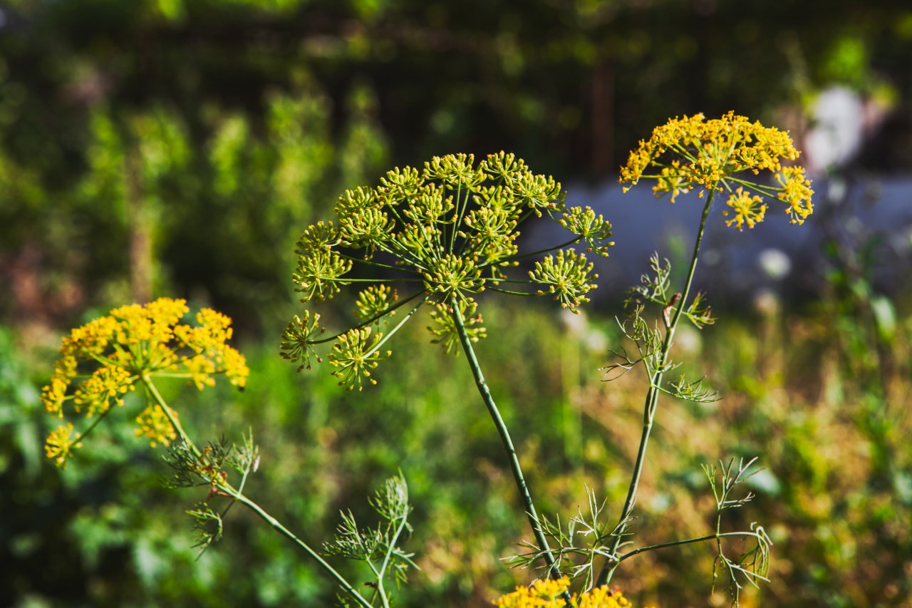 Bedrník anýz (Pimpinella anisum)