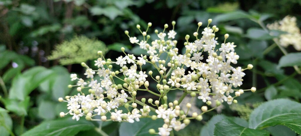 Bez černý (Sambucus nigra)