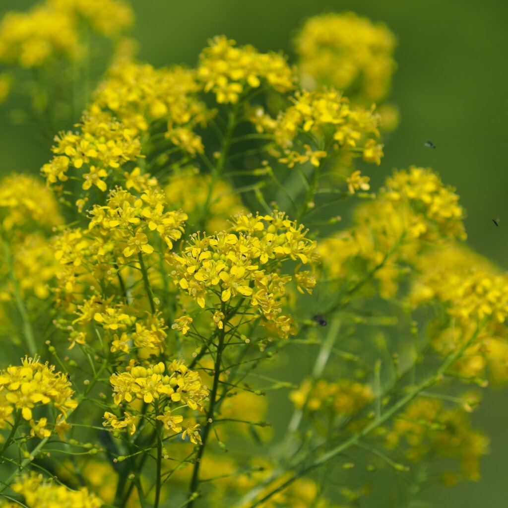 Boryt barvířský (Isatis tinctoria)